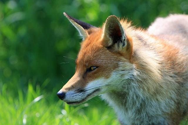 Intervention pour renards